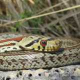 ...Enrico ci mostra il rudere di un caseggiato rurale, l� dove vive il raro serpente "colubro leopardino"